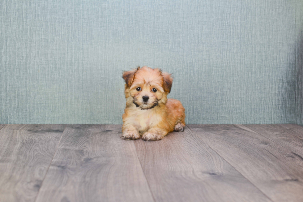 Fluffy Morkie Designer Pup