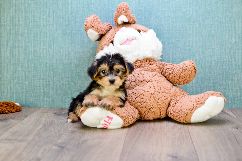Smart Morkie Designer Pup