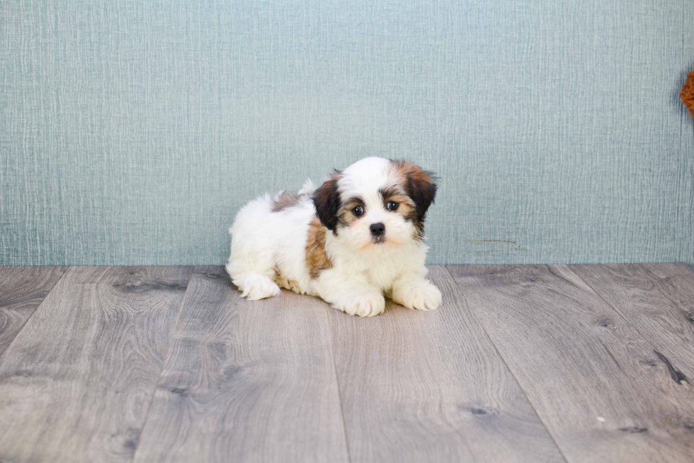 Adorable Shi Chon Designer Puppy