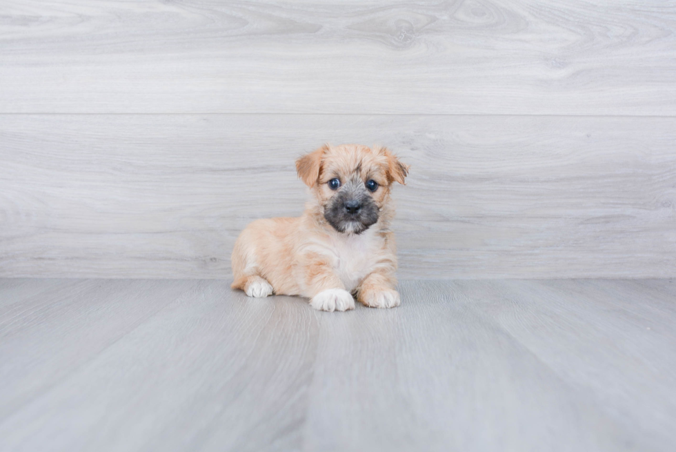 Morkie Puppy for Adoption