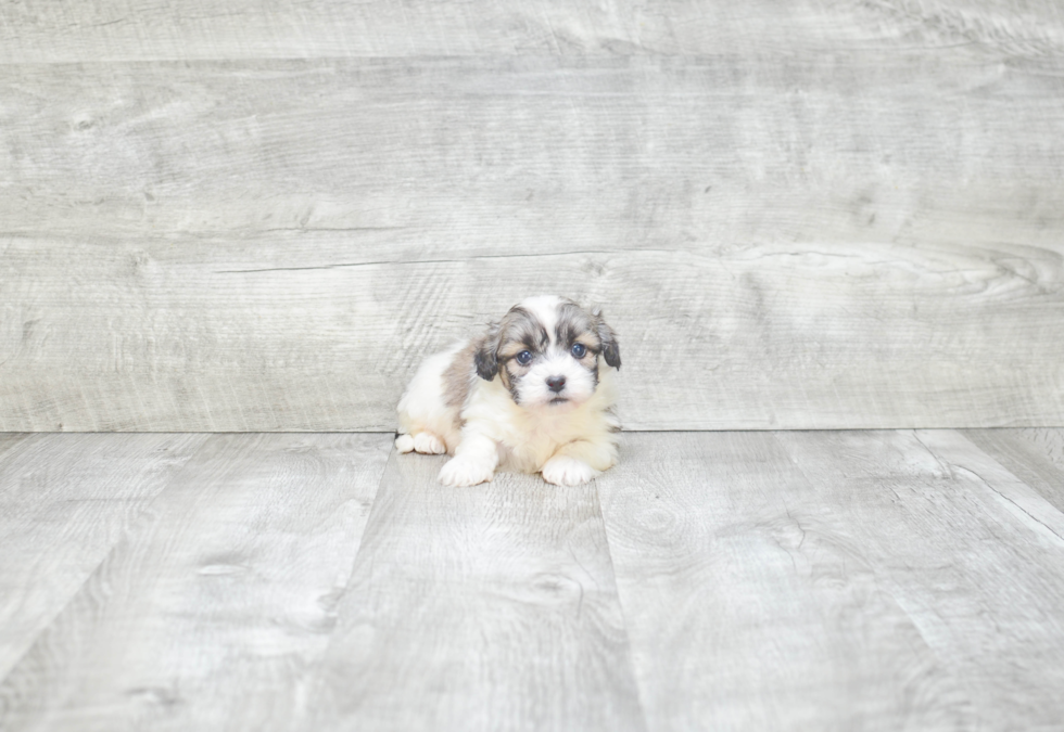 Cute Teddy Bear Baby