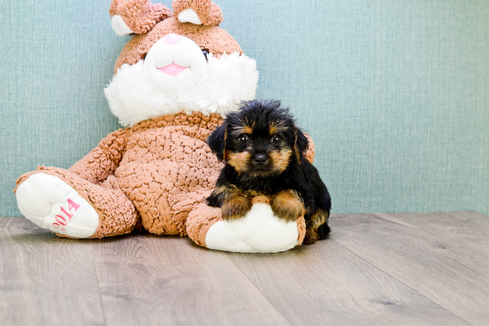 Meet Stevo - our Morkie Puppy Photo 