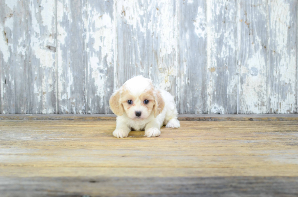 Best Cavachon Baby
