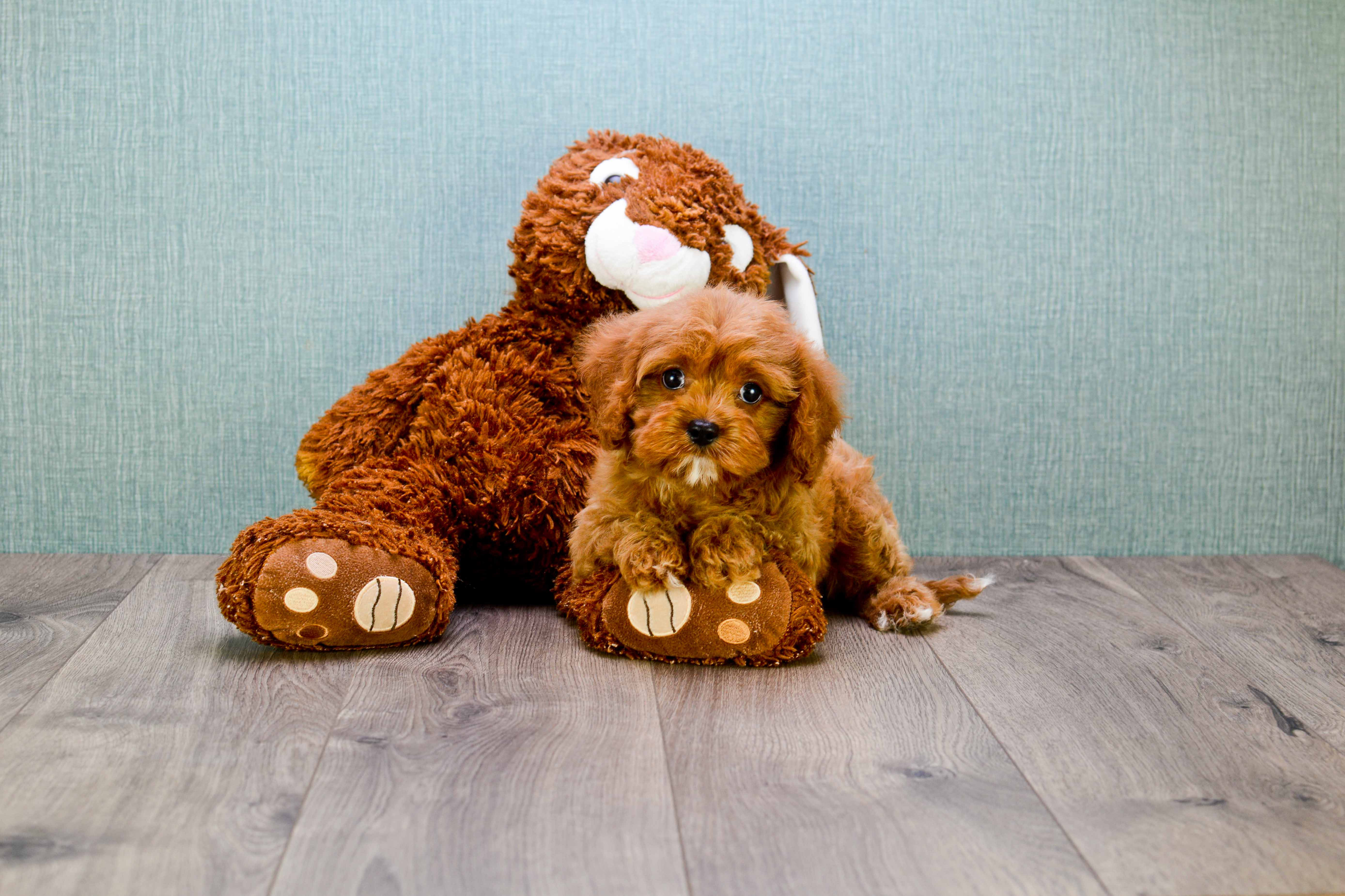 Best Cavapoo Baby