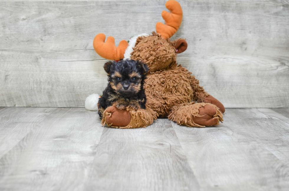 Small Yorkie Poo Baby