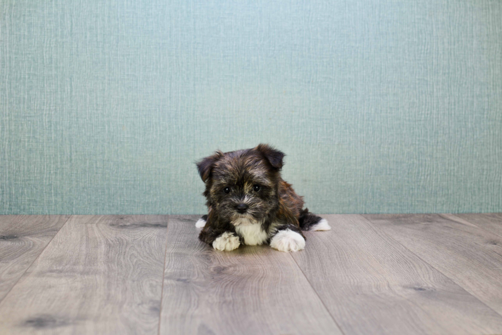Small Morkie Baby