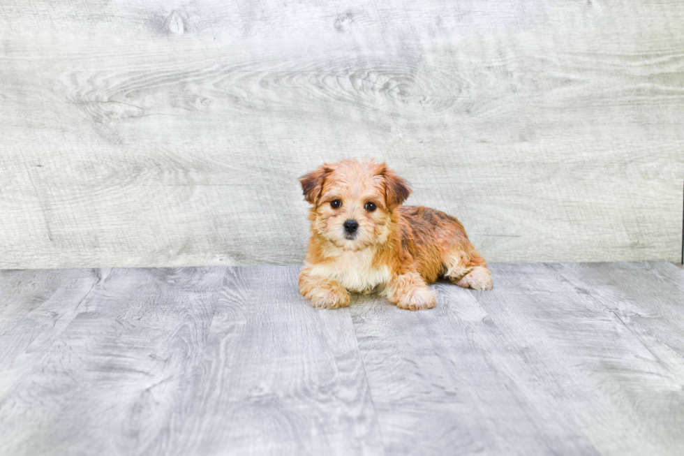 Popular Morkie Designer Pup
