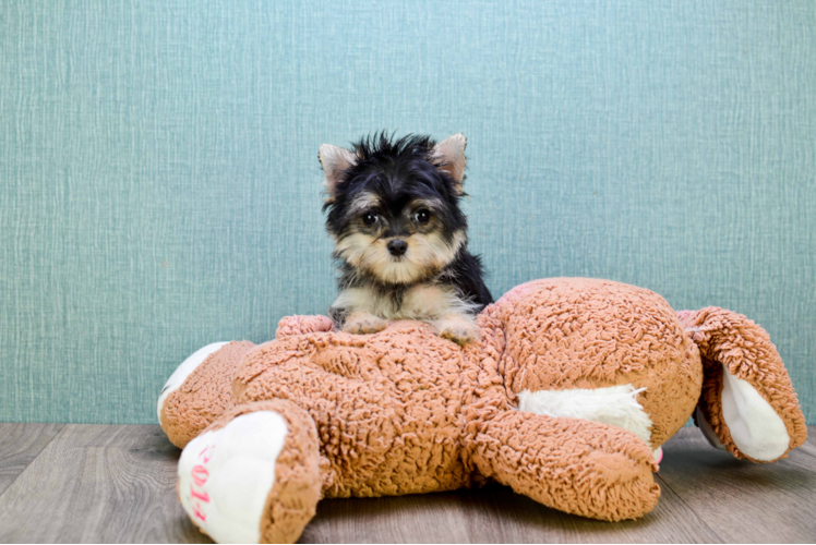 Best Morkie Baby