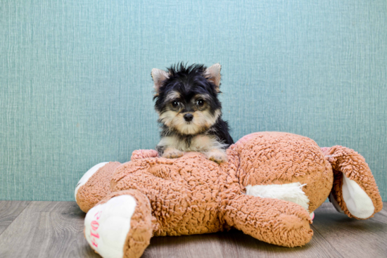 Best Morkie Baby