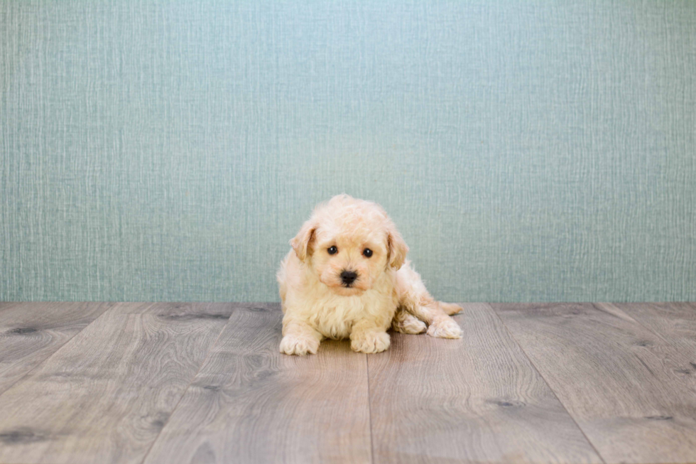 Little Maltese Poodle Poodle Mix Puppy