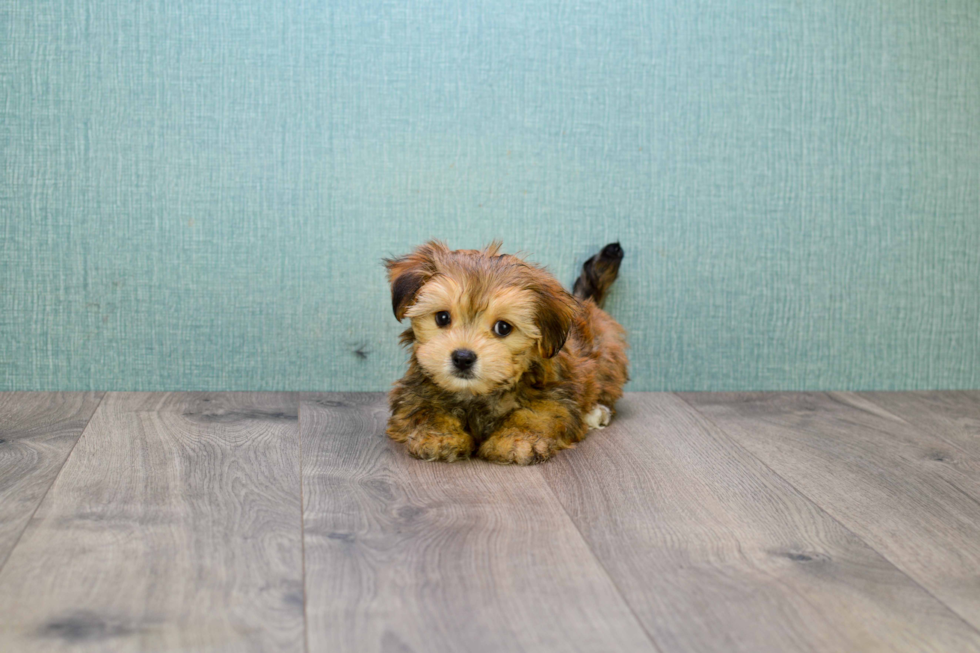 Friendly Morkie Baby