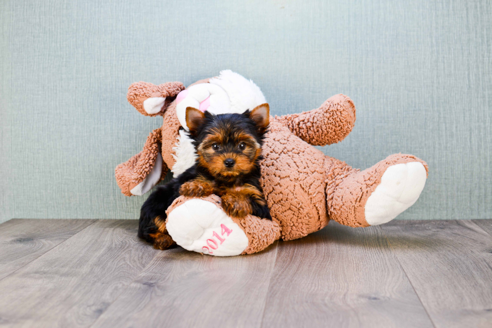 Meet Rascal - our Yorkshire Terrier Puppy Photo 