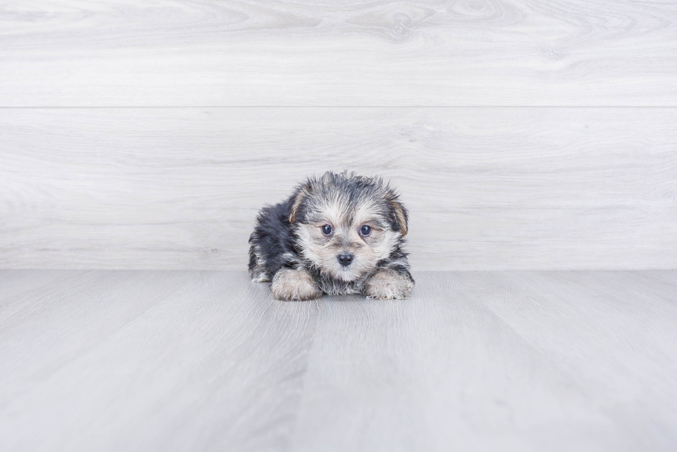 Petite Morkie Designer Pup