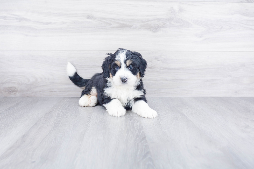 Mini Bernedoodle Puppy for Adoption