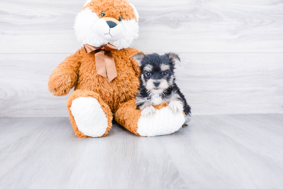 Energetic Yorkie Designer Puppy
