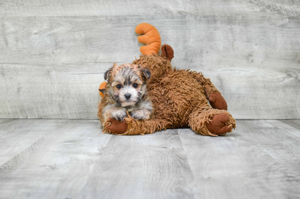 Morkie Puppy for Adoption