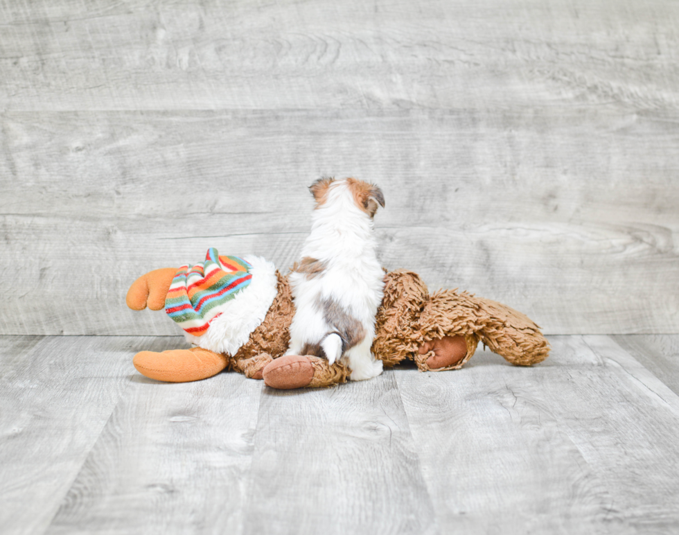 Popular Morkie Designer Pup