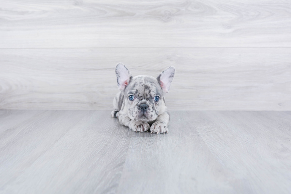 Hypoallergenic French Bulldog Purebred Pup