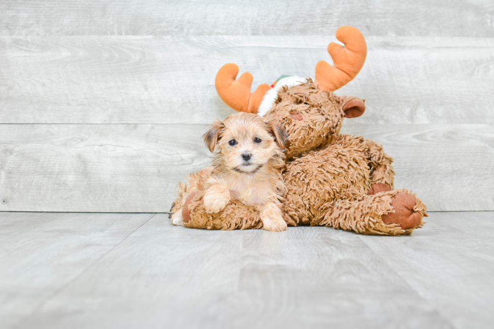 Morkie Puppy for Adoption