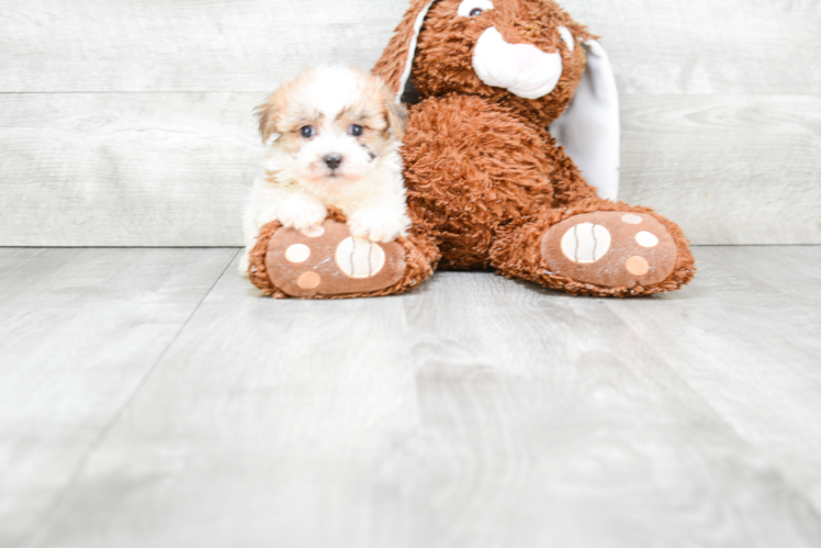 Morkie Puppy for Adoption