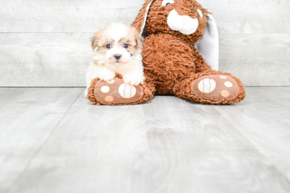 Morkie Puppy for Adoption