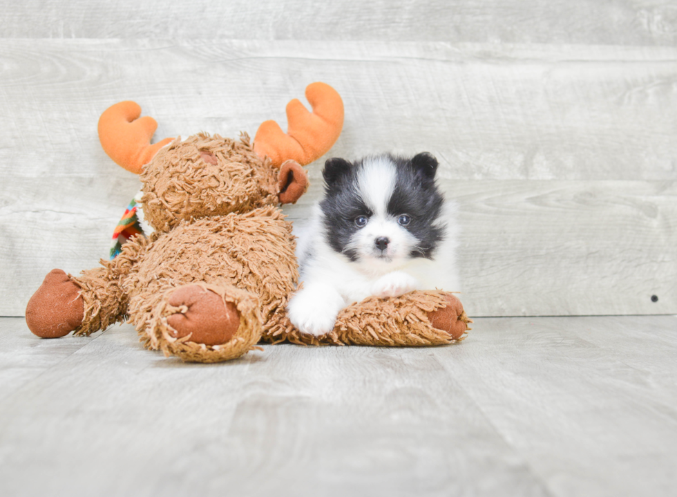 Funny Pomeranian Baby