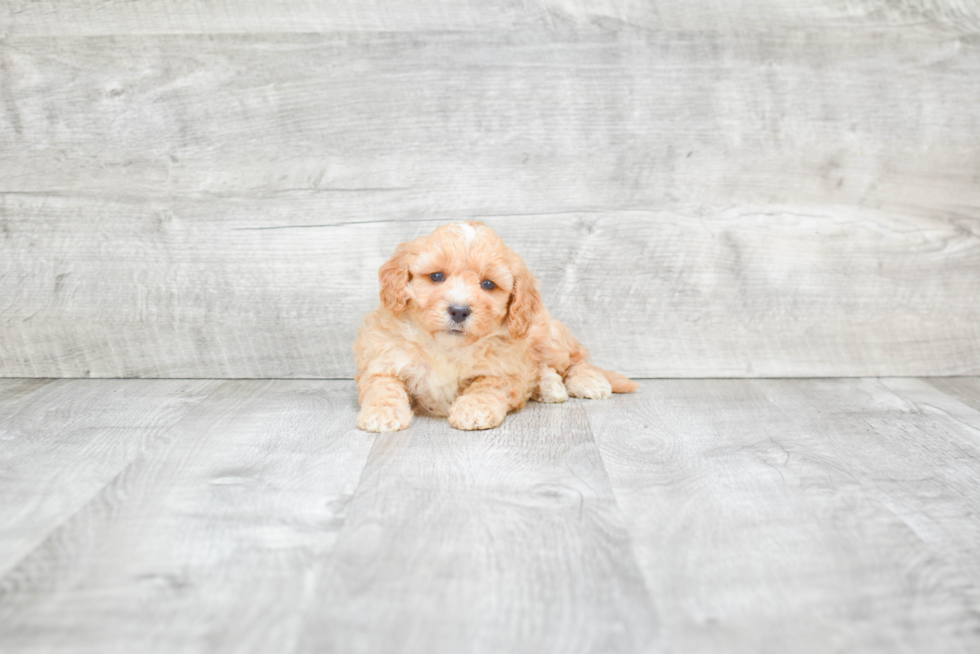 Fluffy Mini Bernedoodle Poodle Mix Pup
