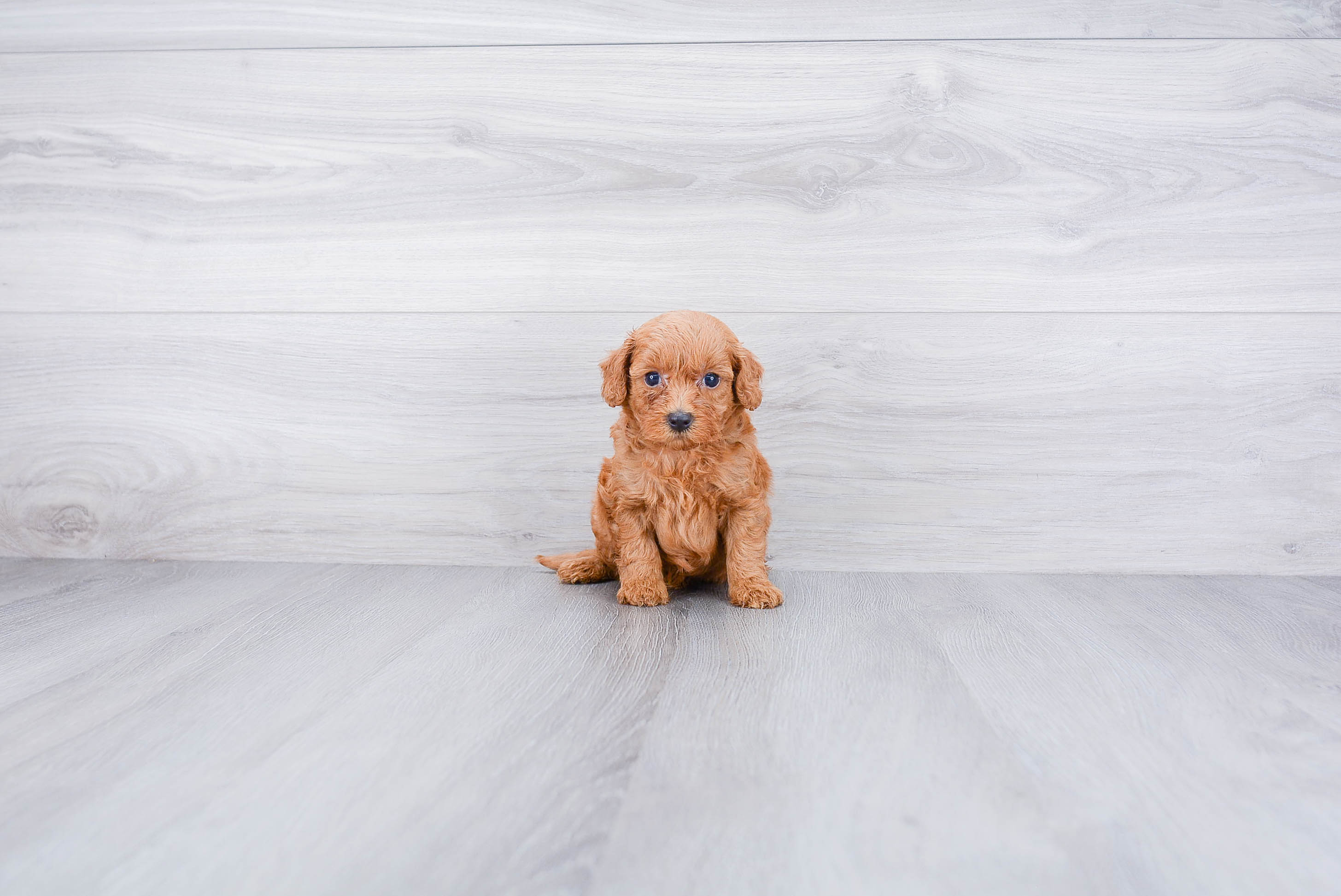 Best Mini Goldendoodle Baby