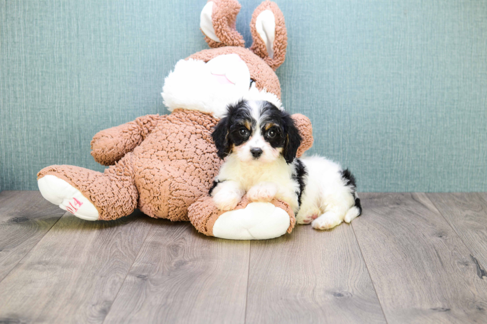 Cavachon Pup Being Cute
