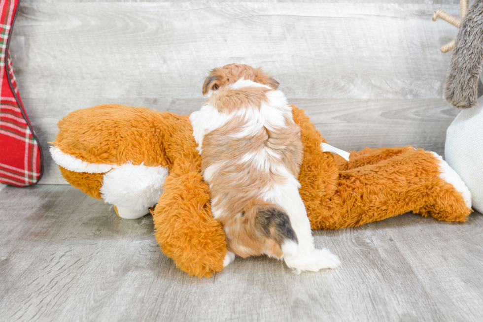 Funny Morkie Designer Pup