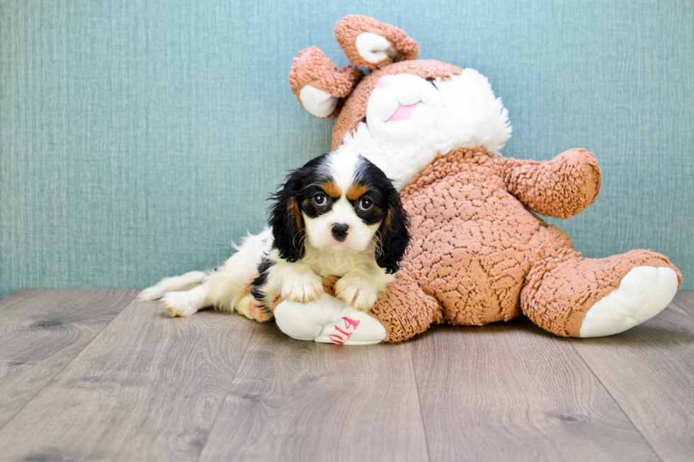 Cavalier King Charles Spaniel Puppy for Adoption