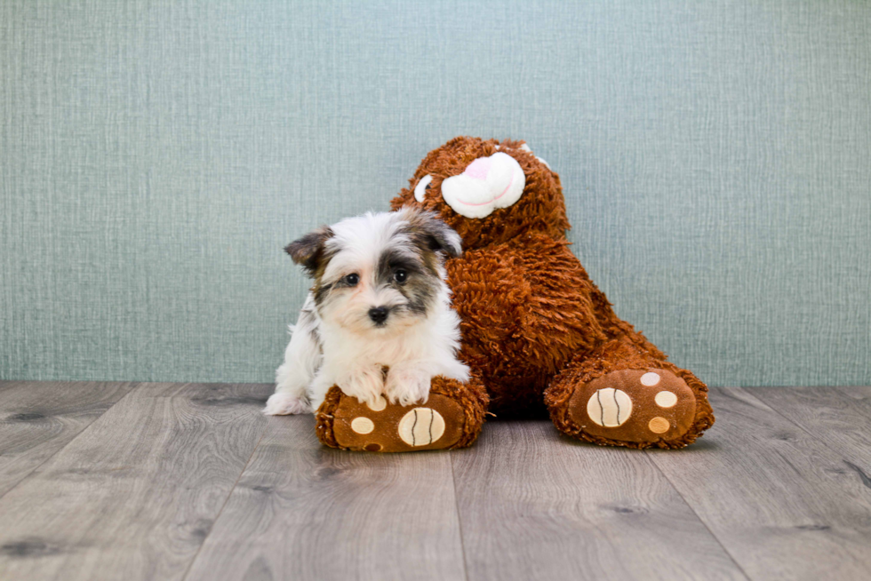 Morkie Pup Being Cute