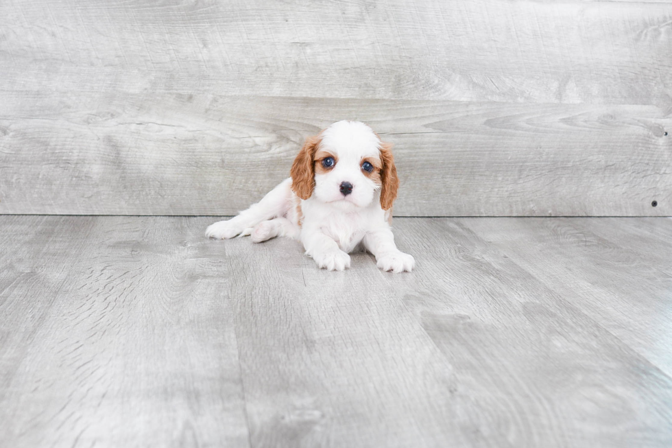 Hypoallergenic Cavalier King Charles Spaniel Purebred Pup