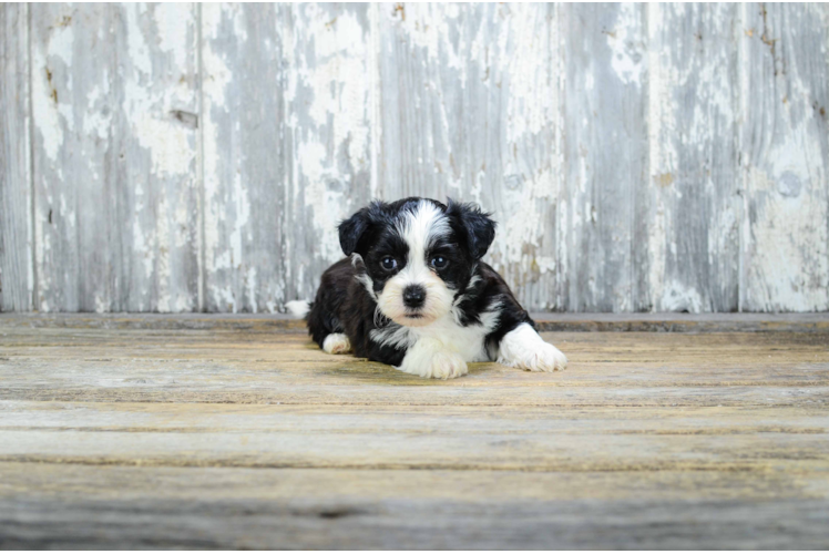 Petite Teddy Bear Designer Pup