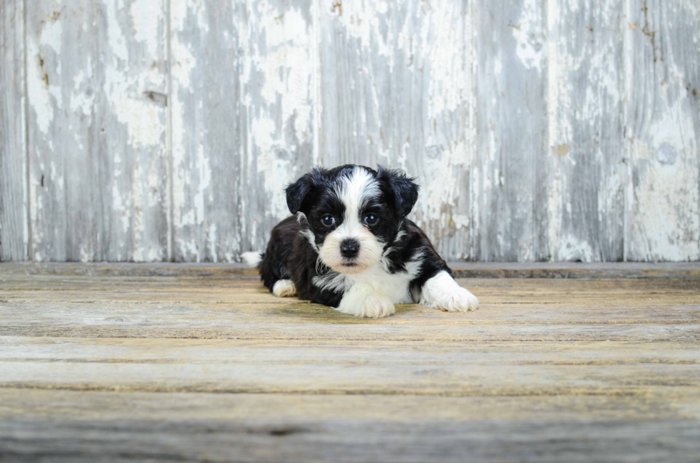 Petite Teddy Bear Designer Pup