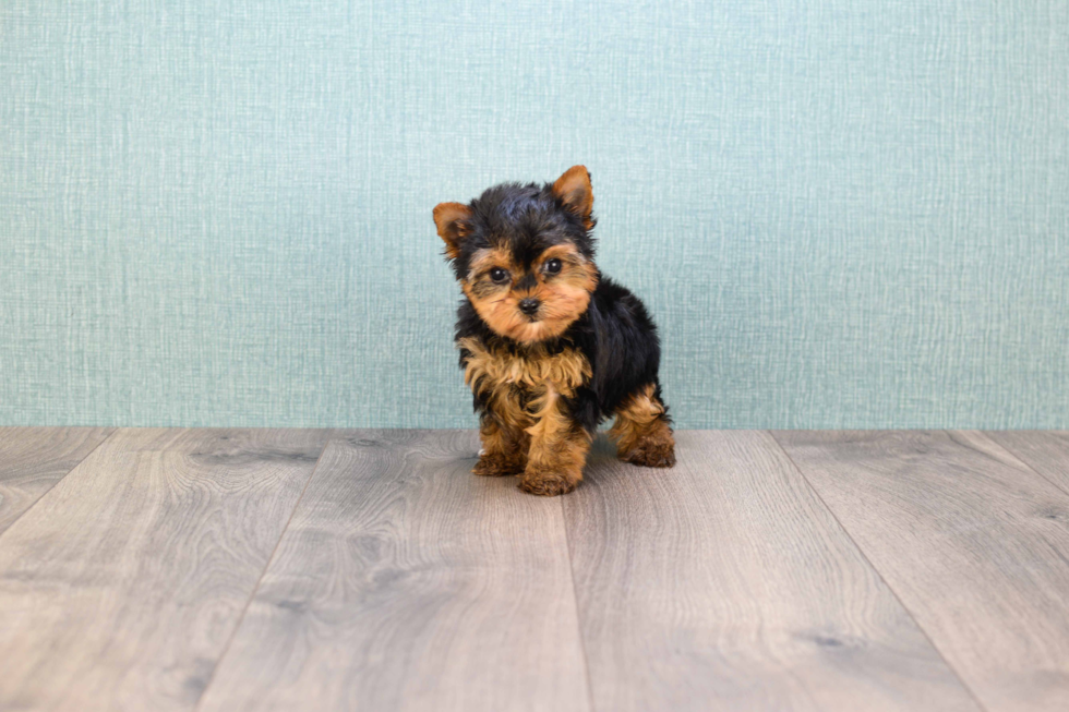 Meet Nugget - our Yorkshire Terrier Puppy Photo 