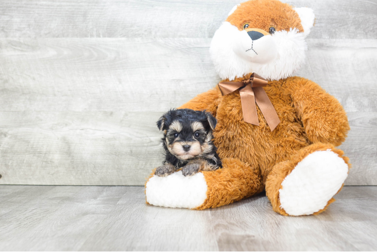 Morkie Pup Being Cute