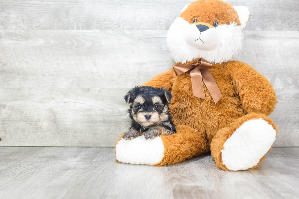 Morkie Pup Being Cute