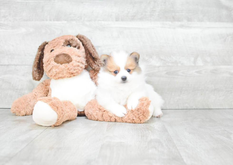 Small Pomeranian Baby