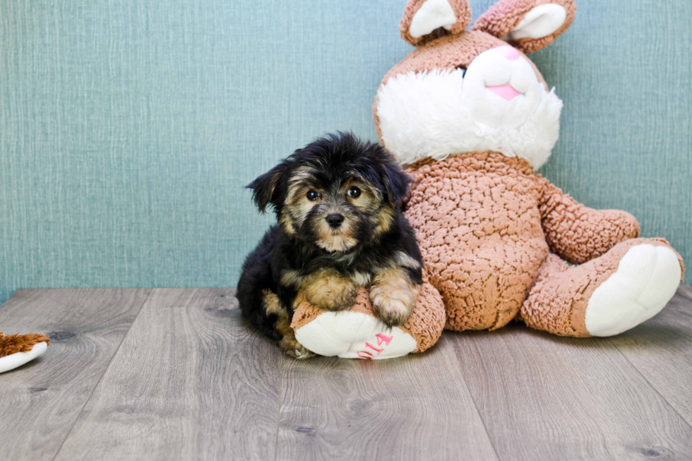 Morkie Pup Being Cute