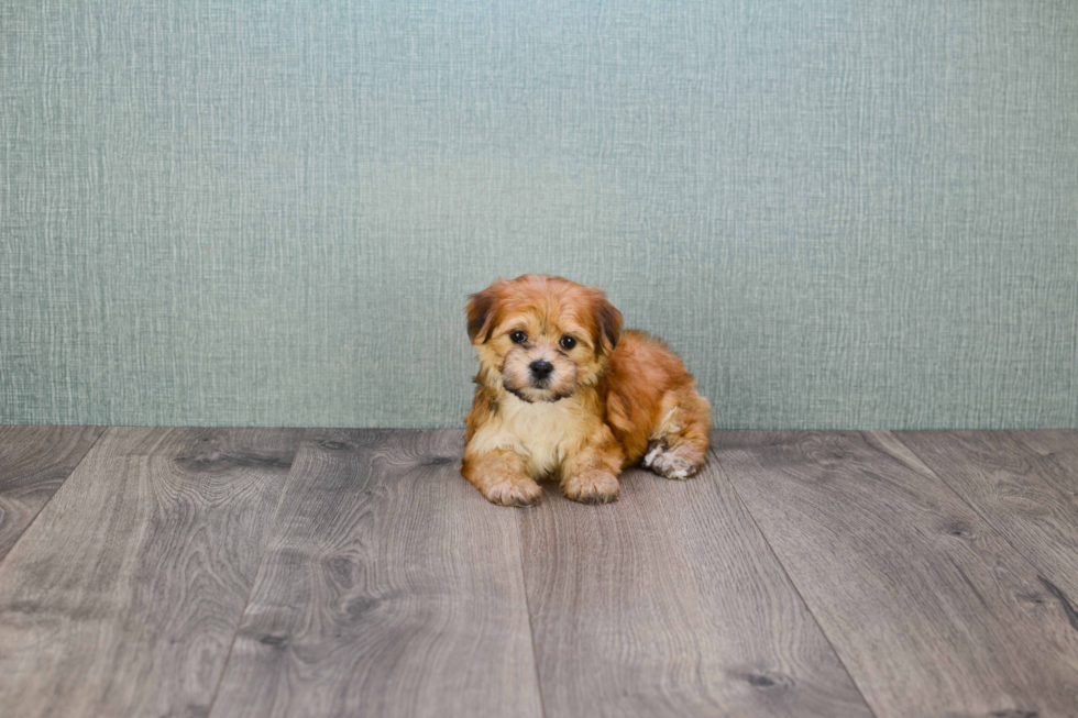 Popular Morkie Designer Pup