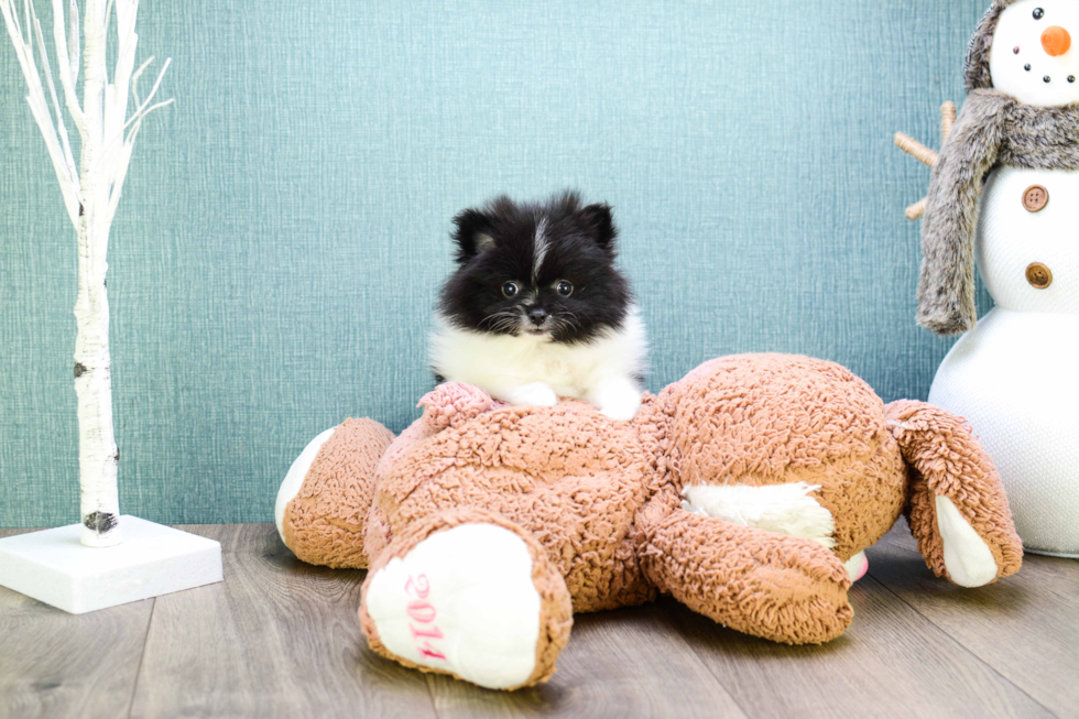 Pomeranian Puppy for Adoption