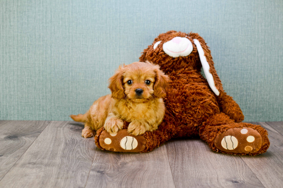 Cavapoo Puppy for Adoption