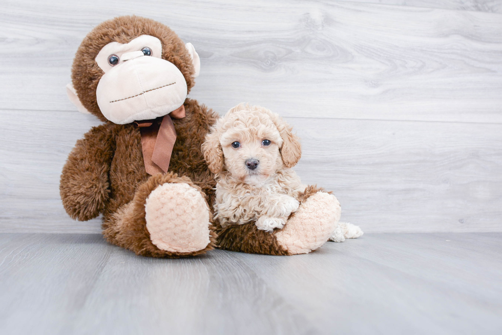 Best Maltipoo Baby