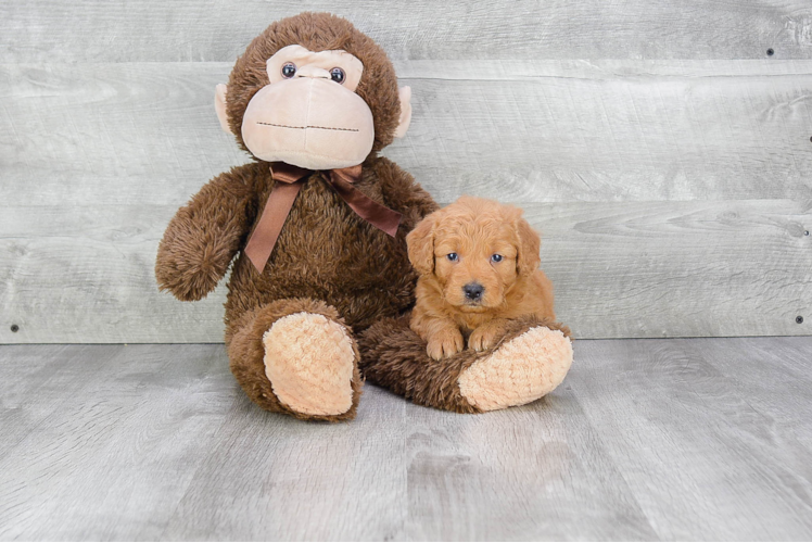 Playful Golden Retriever Poodle Mix Puppy