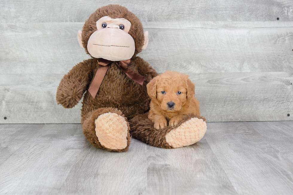 Playful Golden Retriever Poodle Mix Puppy
