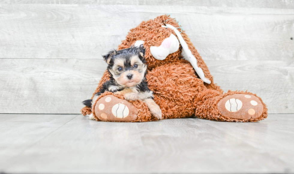 Morkie Puppy for Adoption