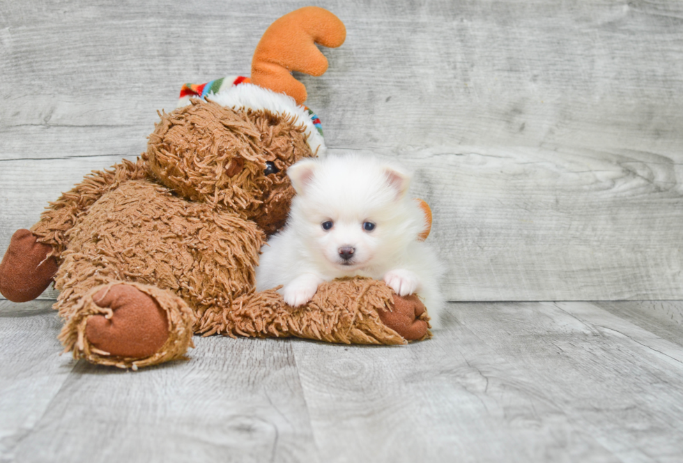 Pomeranian Puppy for Adoption