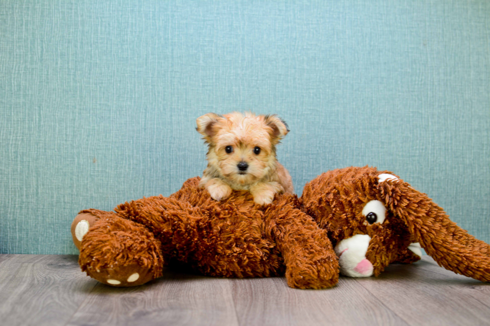 Funny Morkie Designer Pup