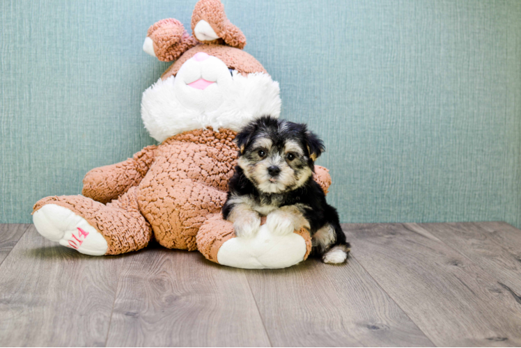 Popular Morkie Designer Pup